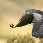 تصاویر شگفت انگیز از پرندگان