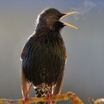 تصاویر شگفت انگیز از پرندگان