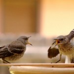 تصاویر شگفت انگیز از پرندگان
