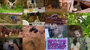 دانلود مستند باهوش ترین حیوانات Super Smart Animals 2012 دانلود قسمت دوم مستند باهوش ترین حیوانات