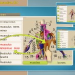 آموزش آناتومی بدن انسان با نرم افزار سه بعدی Easy Anatomy 3D v5.0 Easy Anatomy 3D