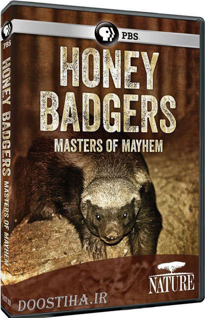 دانلود مستند Honey Badgers: Masters of Mayhem 2014 PBS Nature - Honey Badgers: Masters of Mayhem 2014
