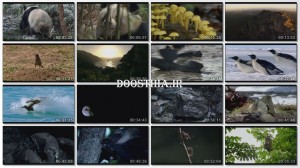دانلود مستند حیوانات غیرطبیعی BBC Natural World Nature's Misfits BBC Natural World Nature's Misfits