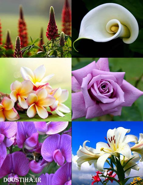 Beautiful Flowers Wallpapers