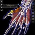 دانلود اپلیکیشن آناتومی بدن Essential Anatomy 3 v1.1.0 Premium Essential Anatomy 3