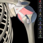 دانلود اپلیکیشن آناتومی بدن Essential Anatomy 3 v1.1.0 Premium Essential Anatomy 3