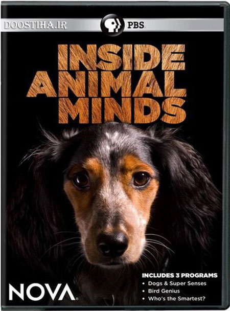دانلود مستند باهوش ترین حیوان Inside Animal Minds: Who's the Smartest Inside Animal Minds: Who's the Smartest