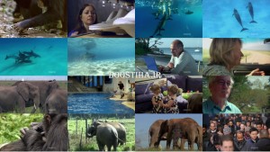 دانلود مستند باهوش ترین حیوان Inside Animal Minds: Who's the Smartest دانلود مستند باهوش ترین حیوان