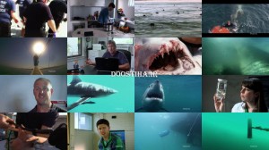 دانلود مستند چرا کوسه ها حمله می کنند NOVA Why Sharks Attack 2014 NOVA Why Sharks AttacK 2014