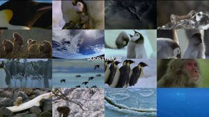 دانلود مستند بچه های برف BBC - Snow Babies 2012 BBC - Snow Babies (2012) BluRay
