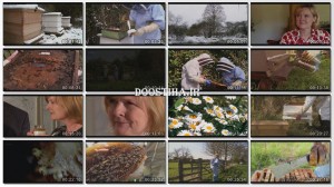 دانلود مستند عجایب زنبورها The Wonder of Bees 2014 The Wonder of Bees 2014
