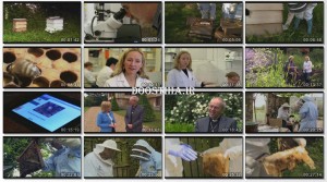 دانلود مستند عجایب زنبورها The Wonder of Bees 2014 The Wonder of Bees 2014