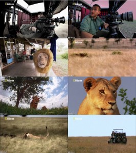 دانلود مستند قاتل وحشی شیر استاکر Wild Killer Shots Lion Stalker 2013 Wild Killer Shots Lion Stalker