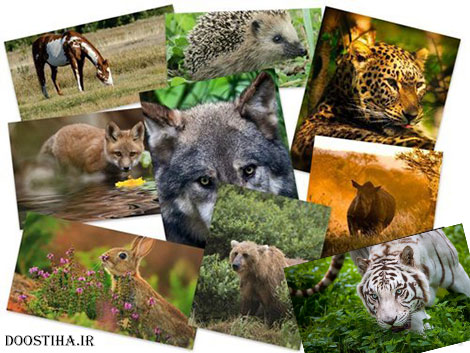 دانلود سری اول مجموعه والپیپر از حیوانات Animals Wallpapers دانلود والپیپر حیوانات Beautiful Animals HD Wallpapers