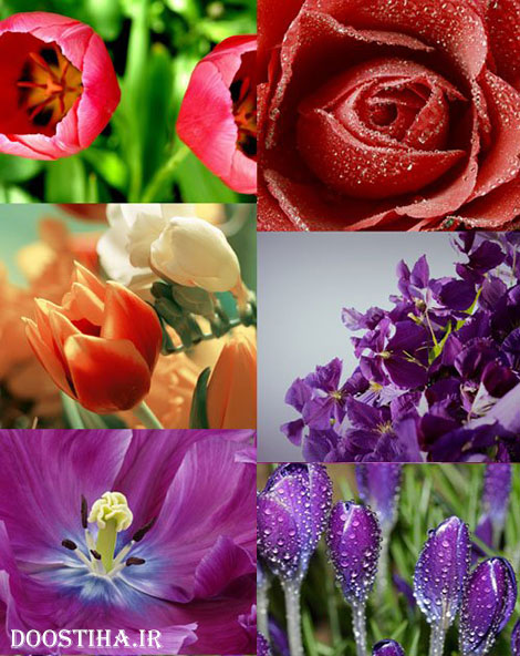 دانلود سری دوم والپیپر از گل Beautiful Flowers Wallpapers Beautiful Flowers Wallpapers