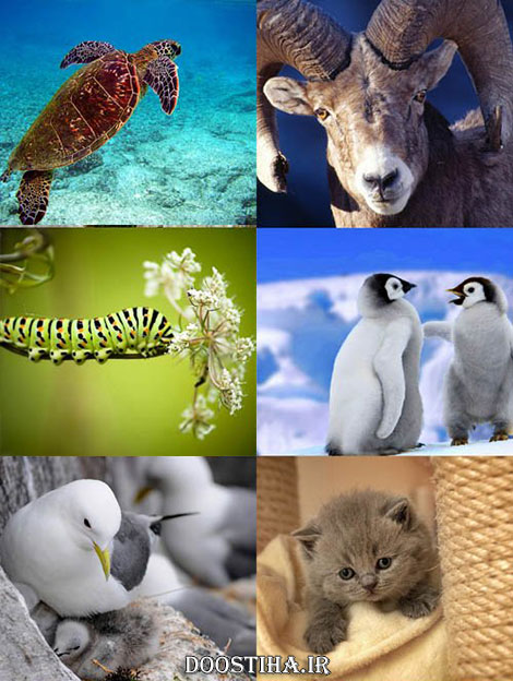 دانلود سری ششم مجموعه والپیپر از حیوانات Animals Wallpapers دانلود والپیپر و عکس های زیبا از حیوانات مختلف