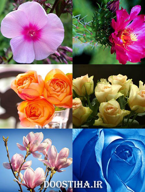 دانلود سری چهارم والپیپر از گل و گیاه Flowers Wallpaper دانلود عکس والپیپر زیبا از گل با کیفیت بالا Beautiful Flowers Wallpapers