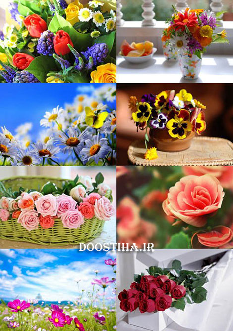 دانلود سری پنجم والپیپر از انواع گل و گیاه Flower Wallpapers دانلود والپیپر گل های زیبا Beautiful Flowers Wallpapers