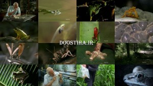 دانلود مستند قورباغه های شگفت انگیز Fabulous Frogs 2014 دانلود مستند قورباغه های شگفت انگیز Fabulous Frogs