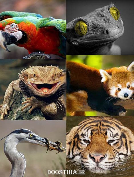 دانلود سری سوم مجموعه والپیپر از حیوانات Animals Wallpapers دانلود والپیپر از زیباترین حیوانات جهان