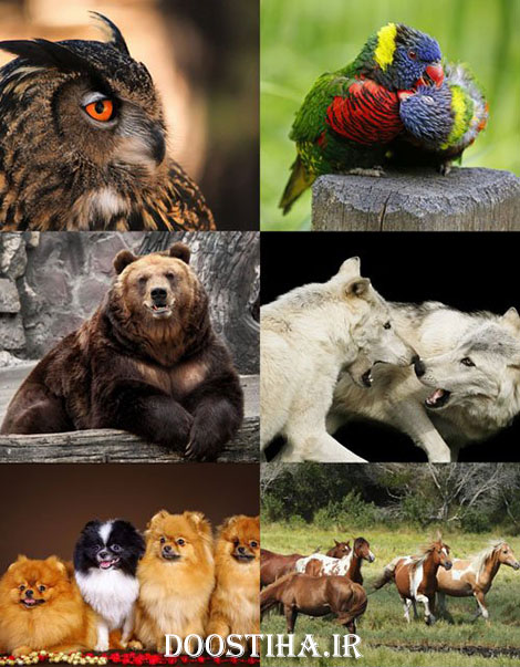 دانلود والپیپر حیوانات زیبا World of Beautiful Animals Wallpapers