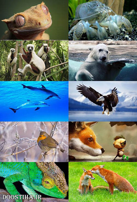 دانلود والپیپر حیوانات Animals Wallpapers