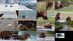 دانلود مستند خرس ها با دوبله فارسی Bears 2014 دانلود مستند خرس ها Bears 2014