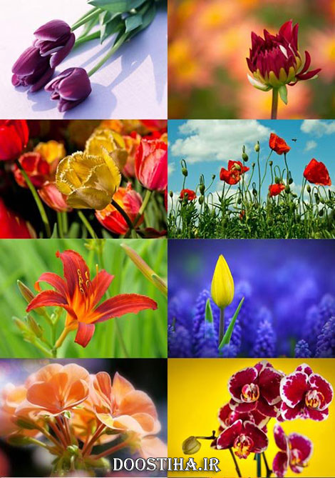 دانلود سری ششم عکس های والپیپر گل Flower Wallpapers دانلود عکس های والپیپر از گل های زیبا Beautiful Flowers Wallpapers