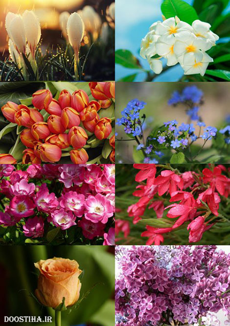 دانلود سری هفتم والپیپر انواع گل Flower Wallpapers عکس های والپیپر گل های زیبا Beautiful Flowers Wallpapers