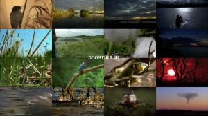 دانلود مستند حیات وحش رودخانه ایرلند Ireland’s Wild River 2014 مستند حیات وحش رودخانه ایرلند Ireland’s Wild River