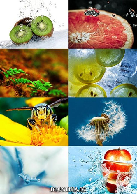 دانلود سری سوم والپیپر و عکس های ماکرو Macro Wallpapers عکس های ماکرو Macro Wallpapers