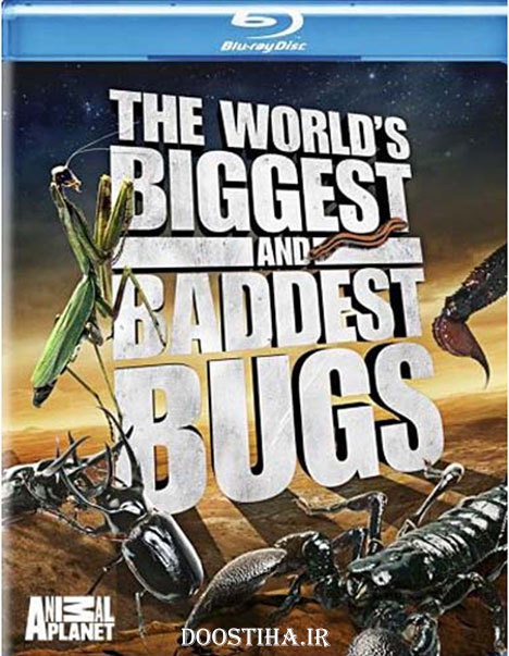 مستند بزرگترین و بدترین حشرات جهان World Biggest and Baddest Bug
