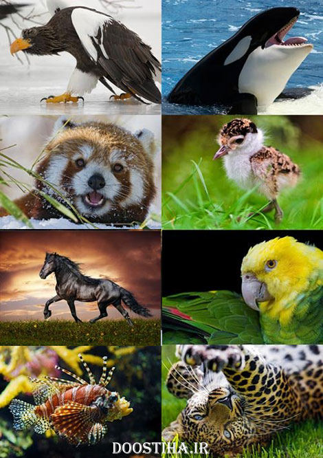 دانلود سری هشتم مجموعه والپیپر از حیوانات Animals Wallpapers دانلود عکس های زیبا از حیوانات برای دسکتاپ