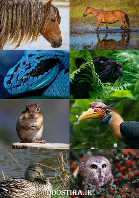 دانلود سری نهم مجموعه والپیپر از حیوانات Animals Wallpapers دانلود والپیپر حیوانات برای دسکتاپ World of Beautiful Animals Wallpapers