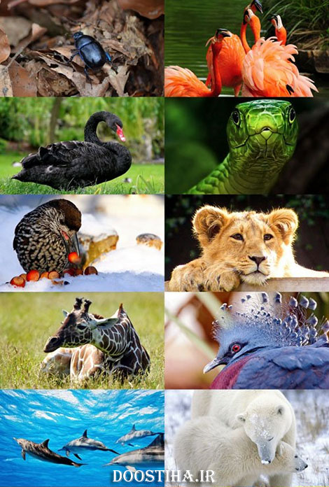دانلود سری چهاردهم مجموعه والپیپر از حیوانات Animals Wallpapers دانلود عکس و والپیپر از حیوانات زیبا