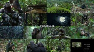 دانلود مستند شامپانزه با دوبله فارسی Chimpanzee 2012 دانلود دوبله فارسی مستند شامبانزه Chimpanzee 2012