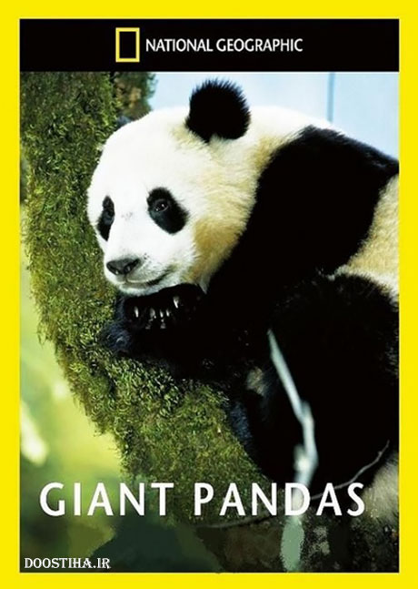 National Geographic - Giant Pandas 2013