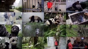 دانلود مستند پانداهای غول پیکر Giant Pandas 2013 National Geographic - Giant Pandas