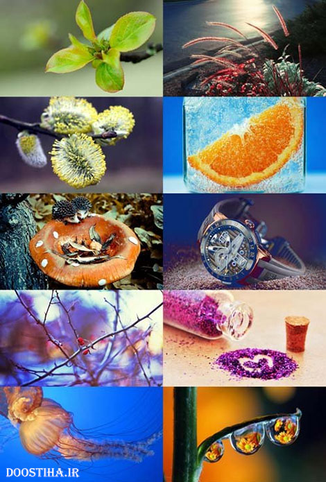 دانلود سری چهارم والپیپر و عکس های ماکرو Macro Wallpapers دانلود عکس های ماکرو Wallpaper Macro Selection