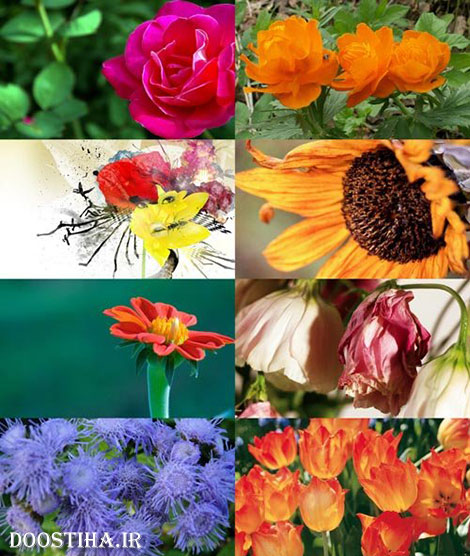 دانلود سری دهم عکس از گل و گیاه Flower Wallpapers Beautiful Flowers Wallpapers