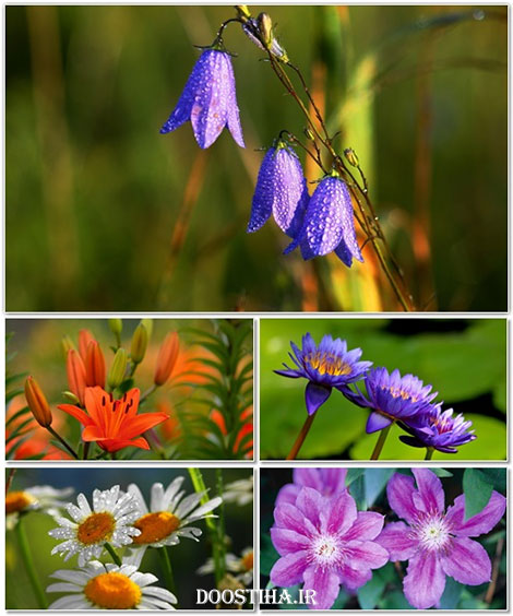 دانلود سری دوازدهم والپیپر گل Beautiful Flower Wallpapers دانلود والپیپر گل و کاعذ دیواری از گیاهان طبیعی