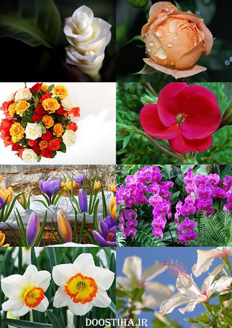 دانلود سری هشتم والپیپر انواع گل Flower Wallpapers Beautiful Flowers Wallpapers