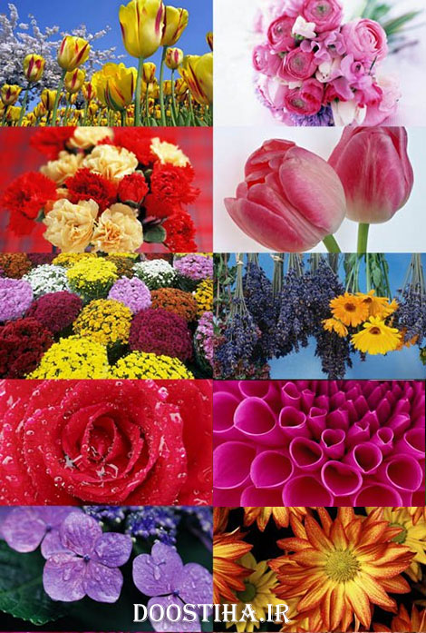دانلود والپیپرهای بسیار زیبا از گل و گیاه Beautiful Flowers Wallpapers