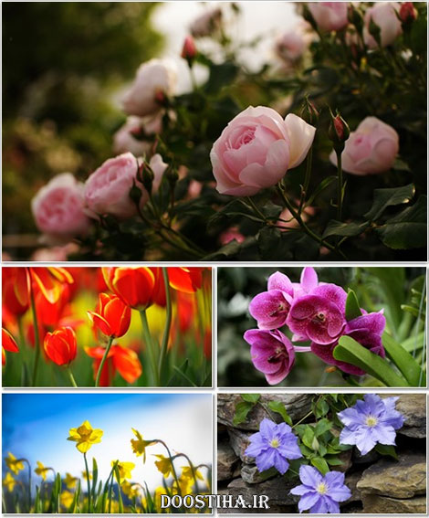 دانلود سری یازدهم عکس های زیبا از گل و گیاه Flower Wallpapers Beautiful Flowers Wallpapers