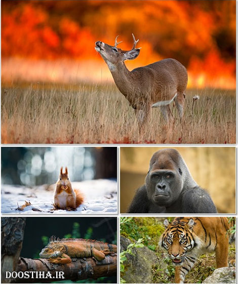 دانلود سری نوزدهم مجموعه والپیپر از حیوانات Animals Wallpapers دانلود والپیپر حیوانات Animals Wallpapers