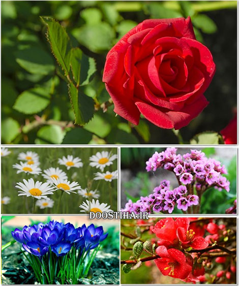 دانلود سری سیزدهم والپیپرهای گل Beautiful Flower Wallpapers Beautiful Flowers Wallpapers on Desktop