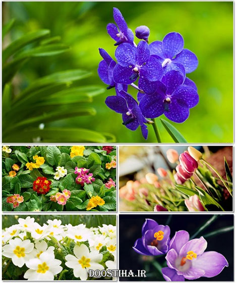 دانلود سری چهاردهم والپیپر انواع گل Beautiful Flower Wallpapers Beautiful Flowers Wallpapers on Desktop