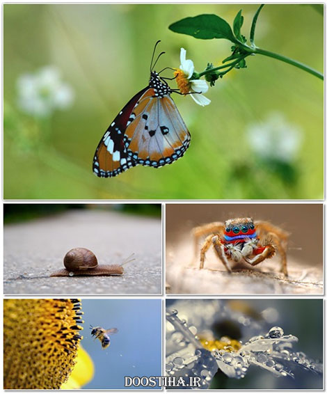 دانلود سری ششم والپیپرهای ماکرو Macro Wallpapers دانلود عکس های ماکرو مخصوص دسکتاپ Beautiful Macro Wallpapers