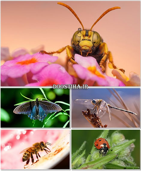 دانلود سری هفتم والپیپرهای دیدنی ماکرو Macro Wallpapers دانلود عکس های ماکرو Macro Wallpapers