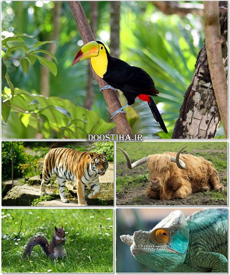 دانلود سری بیست و یکم والپیپر از حیوانات Animals Wallpapers Funny Animals on Earth